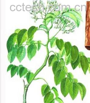 果蔬百科降香-0