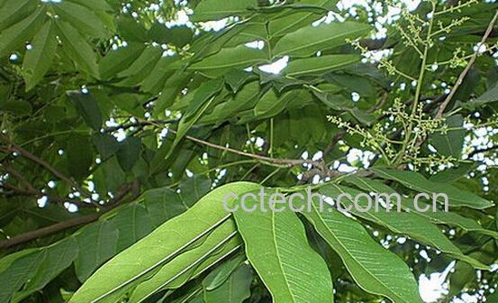 果蔬百科木患根-0