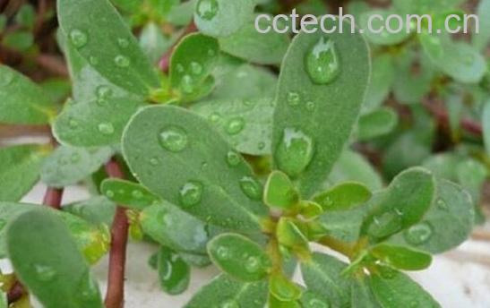 果蔬百科马齿草-0