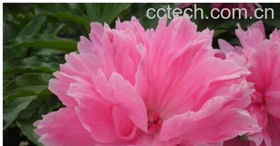 果蔬百科芍药-0