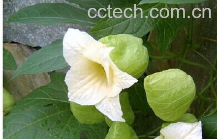 果蔬百科木鳖子-0