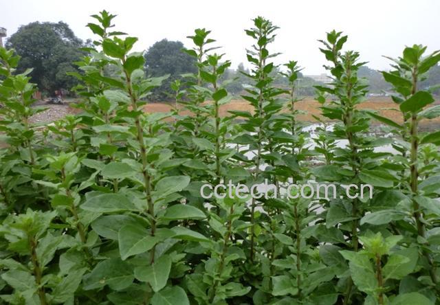 果蔬百科枸杞叶-0