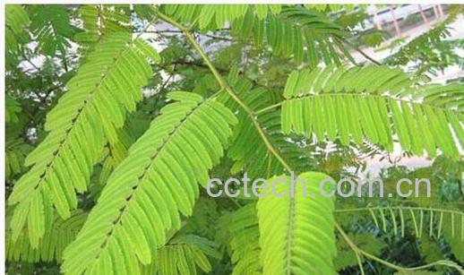 果蔬百科儿茶功效作用-0