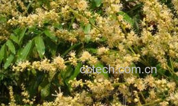 果蔬百科龙眼梭-0