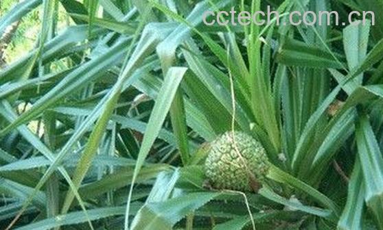 果蔬百科路兜{-0