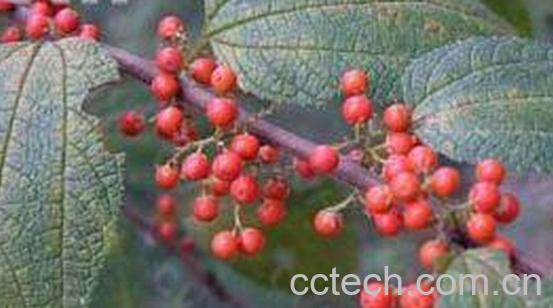 果蔬百科麻骨头-0