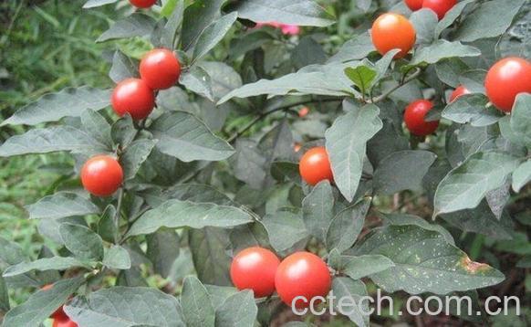 果蔬百科罗丝藕-0