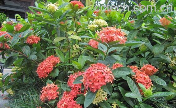 果蔬百科龙船花根-0