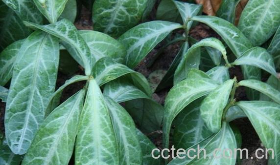 果蔬百科龙叶-0