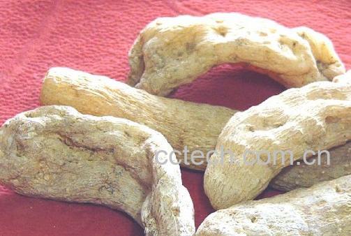 果蔬百科天麻-0