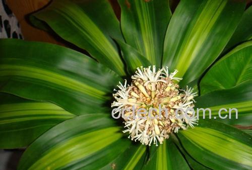 果蔬百科香龙血树的功效与作用-0