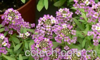 果蔬百科香雪球的功效与作用-0