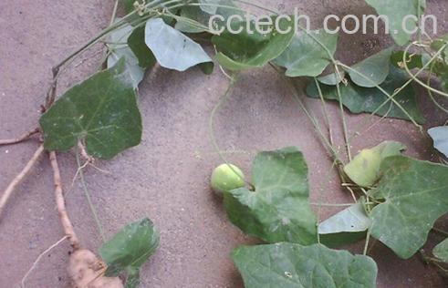 果蔬百科老鼠拉冬瓜-0