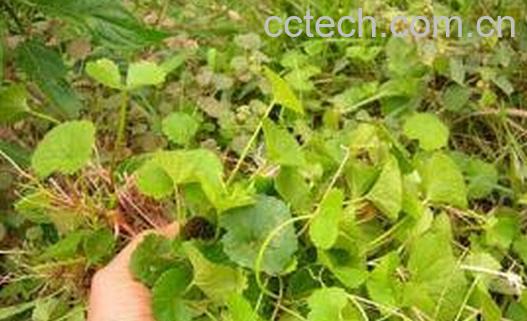 果蔬百科雷公仔-0