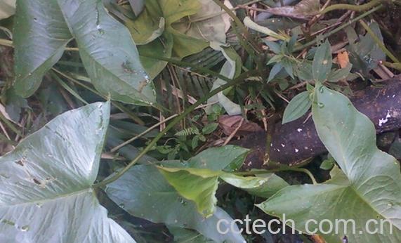 果蔬百科{茨菇-0