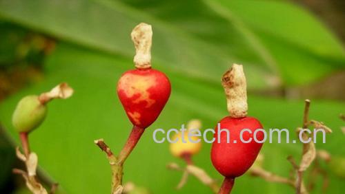 果蔬百科香豆蔻的功效与作用-0