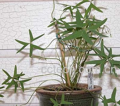 果蔬百科腺叶酢浆草的功效与作用-0