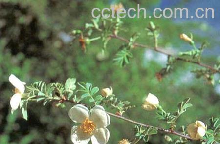 果蔬百科腺叶绢毛蔷薇的功效与作用-0