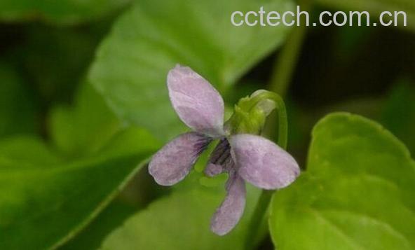 果蔬百科如意草-0