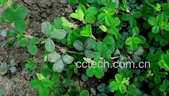 果蔬百科人字草-0