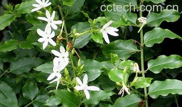 果蔬百科扭肚藤-0