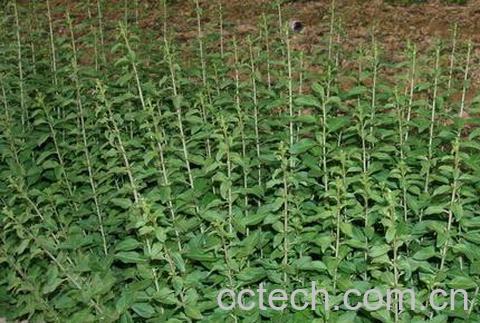 果蔬百科枸杞菜-0