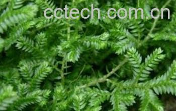 果蔬百科还魂草-0