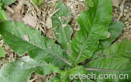 果蔬百科苦地胆-0