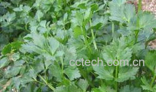 果蔬百科菜菔子-0