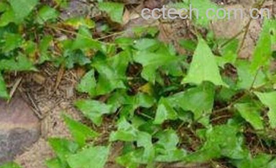 果蔬百科老虎-0