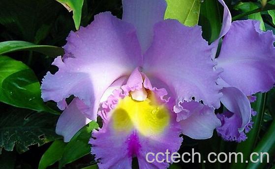 果蔬百科寮刁竹-0