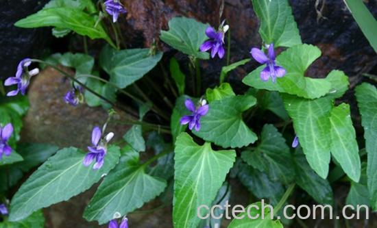 果蔬百科犁头草-0