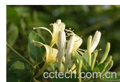 果蔬百科刘寄奴-0