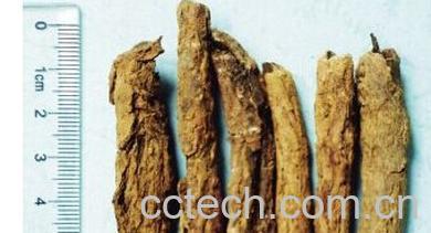 果蔬百科枸杞根-0