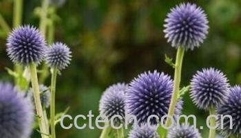 果蔬百科漏芦-0