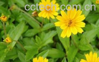 果蔬百科穿地龙-0