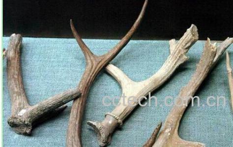 果蔬百科鹿角-0