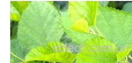 果蔬百科桑叶-0