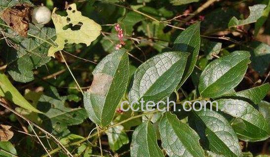 果蔬百科青风藤-0