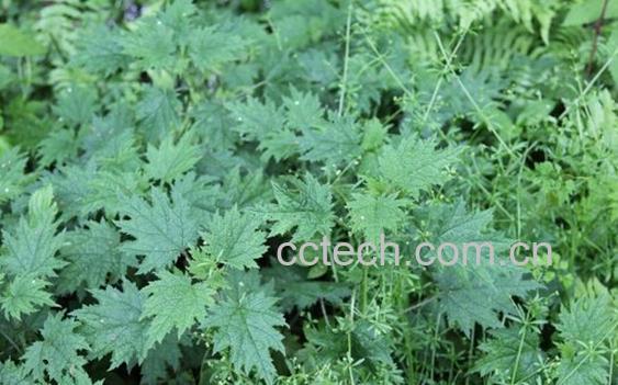 果蔬百科井栏荽-0