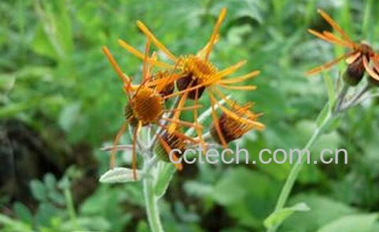 果蔬百科九里明-0