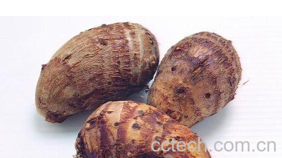 果蔬百科九爪芋-0