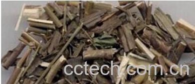 果蔬百科北柴胡-0