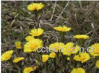 果蔬百科款冬花-0