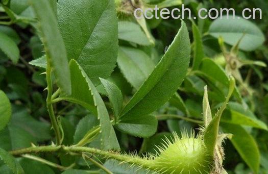 果蔬百科金缨根-0