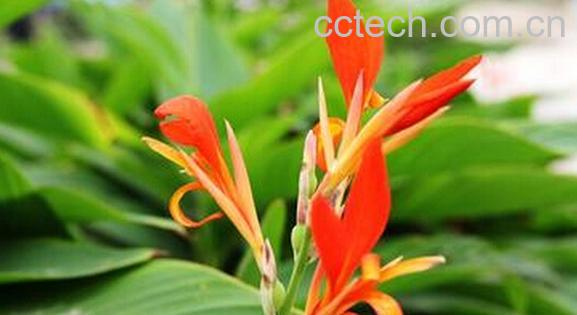 果蔬百科蕉花-0