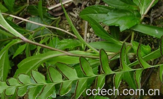 果蔬百科金花草-0