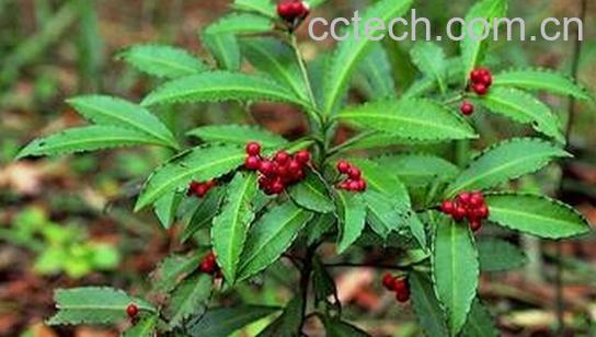 果蔬百科金鸡爪-0