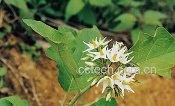 果蔬百科金钮头-0