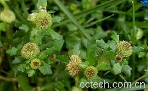 果蔬百科鹅不食草-0